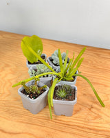 Little Cacti & Succer Surprise - Plant Daddy