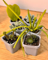 Little Cacti & Succer Surprise - Plant Daddy