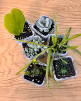 Little Cacti & Succer Surprise - Plant Daddy