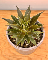 Mangave 'Lavender Lady' - Plant Daddy