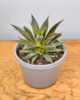 Mangave 'Lavender Lady' - Plant Daddy