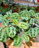 Maranta leuconeura ‘Variegata’ - Plant Daddy