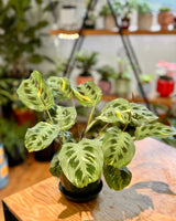 Maranta leuconeura ‘Variegata’ - Plant Daddy