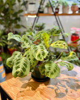 Maranta leuconeura ‘Variegata’ - Plant Daddy