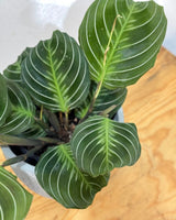 Maranta ‘Massangeana’ - Plant Daddy