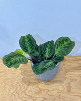 Maranta ‘Massangeana’ - Plant Daddy