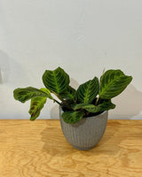 Maranta ‘Massangeana’ - Plant Daddy