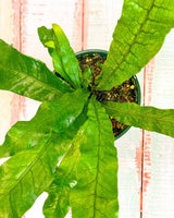 Microsorum musifolium ‘Crocodyllus’ - Plant Daddy