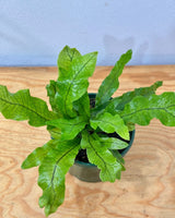 Microsorum musifolium ‘Crocodyllus’ - Plant Daddy