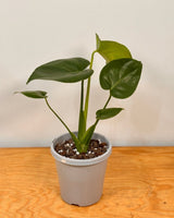 Monstera deliciosa (Fruit Salad Plant) - Plant Daddy
