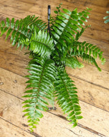 Nephrolepis biserrata (Macho Fern) - Plant Daddy