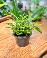 Nephrolepis cordifolia ‘Duffii’ - Plant Daddy