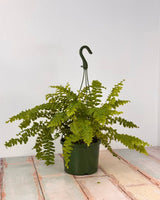 Nephrolepis exaltata ‘Pom Pom’ - Plant Daddy