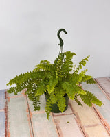 Nephrolepis exaltata ‘Pom Pom’ - Plant Daddy