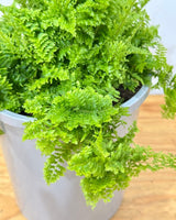 Nephrolepis smithii 'Cotton Candy' - Plant Daddy