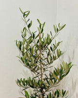 Olea europaea ‘Frantoio’ - Plant Daddy