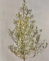 Olea europaea ‘Tolleys upright’ - Plant Daddy