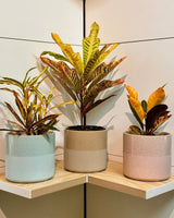 Ombré Ceramic Pot - Plant Daddy