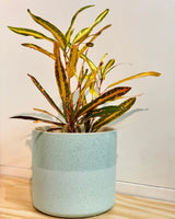 Ombré Ceramic Pot - Plant Daddy