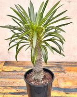 Pachypodium lamerei (Madagascar palm) - Plant Daddy