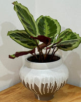 Paradigm Ceramic Pot - Plant Daddy
