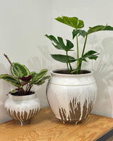 Paradigm Ceramic Pot - Plant Daddy