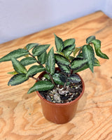 Pellionia repens (Watermelon Begonia) - Plant Daddy