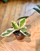 Peperomia clusiifolia ‘Jelly’ - Plant Daddy