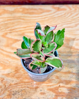 Peperomia clusiifolia ‘Jelly’ - Plant Daddy