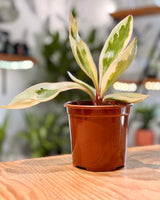 Peperomia clusiifolia ‘Jelly’ - Plant Daddy