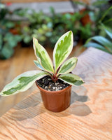 Peperomia clusiifolia ‘Jelly’ - Plant Daddy
