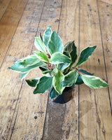 Peperomia clusiifolia ‘Jelly’ - Plant Daddy