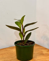 Peperomia clusiifolia ‘Red Edge’ - Plant Daddy