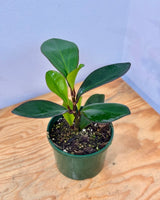 Peperomia clusiifolia ‘Red Edge’ - Plant Daddy