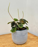 Peperomia 'Emerald Ripple' - Plant Daddy