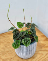 Peperomia 'Emerald Ripple' - Plant Daddy