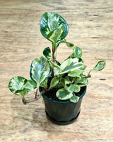 Peperomia ‘Golden Gate’ - Plant Daddy