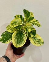 Peperomia ‘Green and Gold' - Plant Daddy