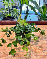 Peperomia 'Hope' - Plant Daddy