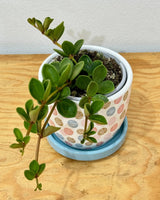 Peperomia 'Hope' - Plant Daddy