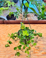 Peperomia 'Hope' - Plant Daddy