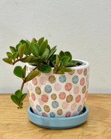 Peperomia 'Hope' - Plant Daddy