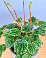Peperomia 'Lilian' - Plant Daddy