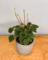 Peperomia 'Lilian' - Plant Daddy