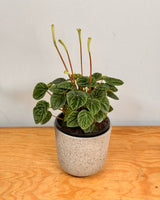 Peperomia 'Lilian' - Plant Daddy