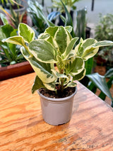 Peperomia obtusifolia ‘Albo - marginata’ - Plant Daddy