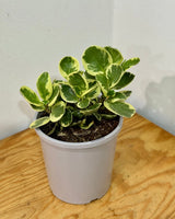 Peperomia obtusifolia ‘Albo - marginata’ - Plant Daddy