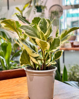 Peperomia obtusifolia ‘Albo - marginata’ - Plant Daddy