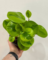 Peperomia obtusifolia 'Lemon Lime’ - Plant Daddy