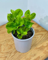 Peperomia obtusifolia 'Lemon Lime’ - Plant Daddy